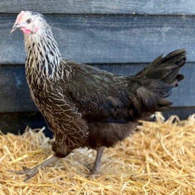 Chickens - Medicis