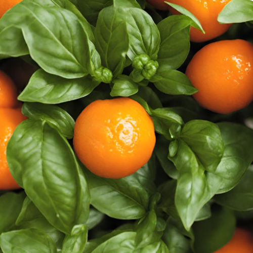 Fragrance Oil - Mandarin & Crushed Basil