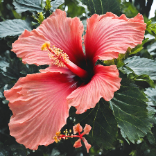 Fragrance Oil - Rainforest Hibiscus