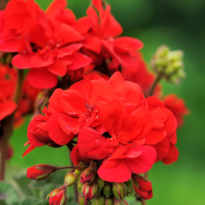 Geranium Essential Oil - 100% Pure 732