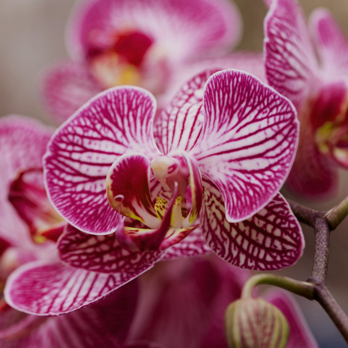 Tiger Orchid & Wild Cherry - Natural Fragrance Oil 251