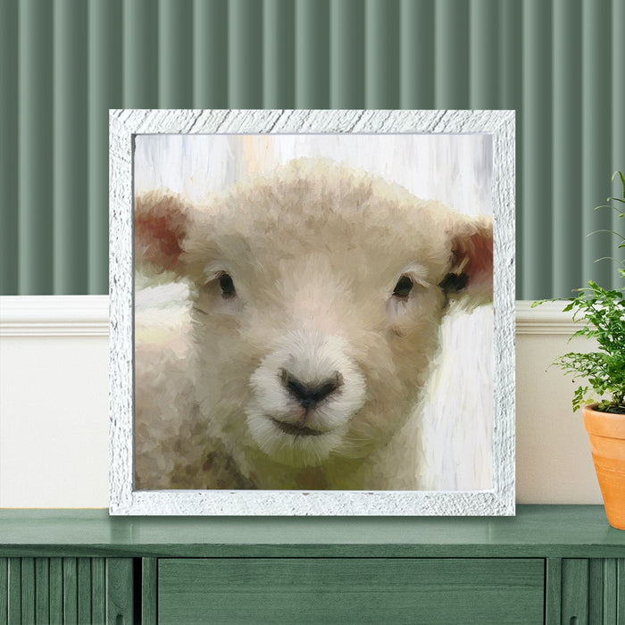 Baby Lamb