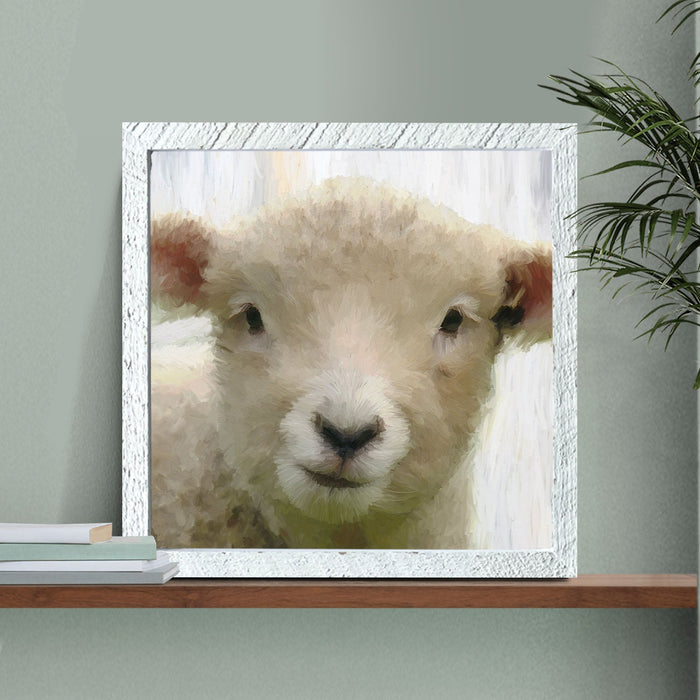 Baby Lamb