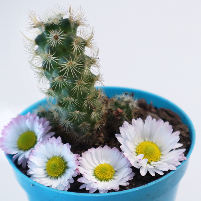 Blue Chamomile & Cactus - Natural Fragrance Oil 1218