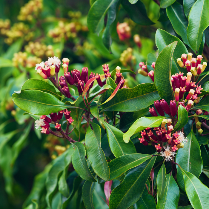 Clove Leaf Essential Oil - 100% Pure 1050