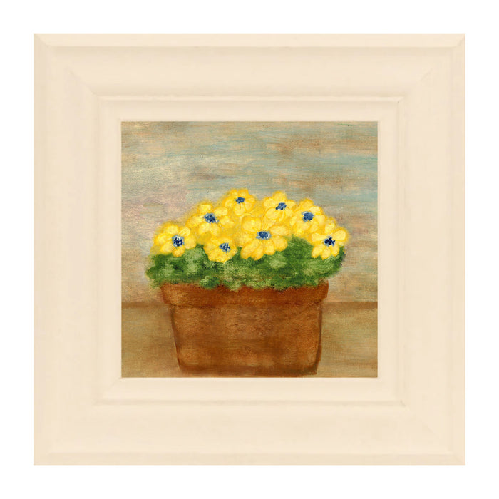 Daisies
