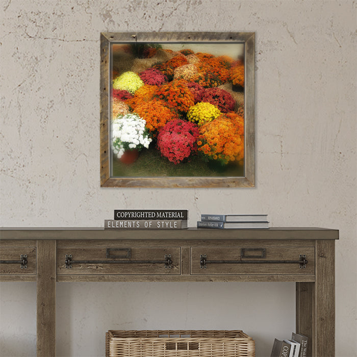 Fall Mums