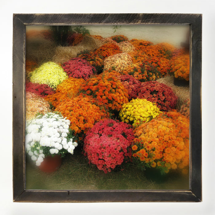 Fall Mums