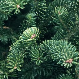 Fragrance Oil - Frasier Fir (Thymes Dupe)