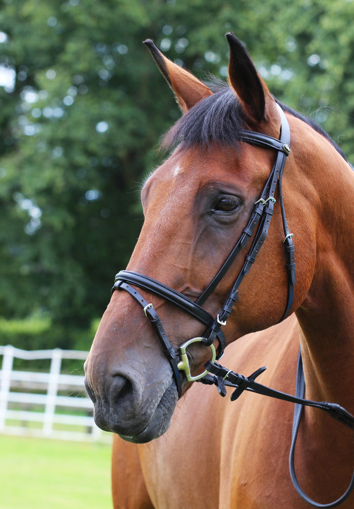 Gallop Economy Black Leather Bridle