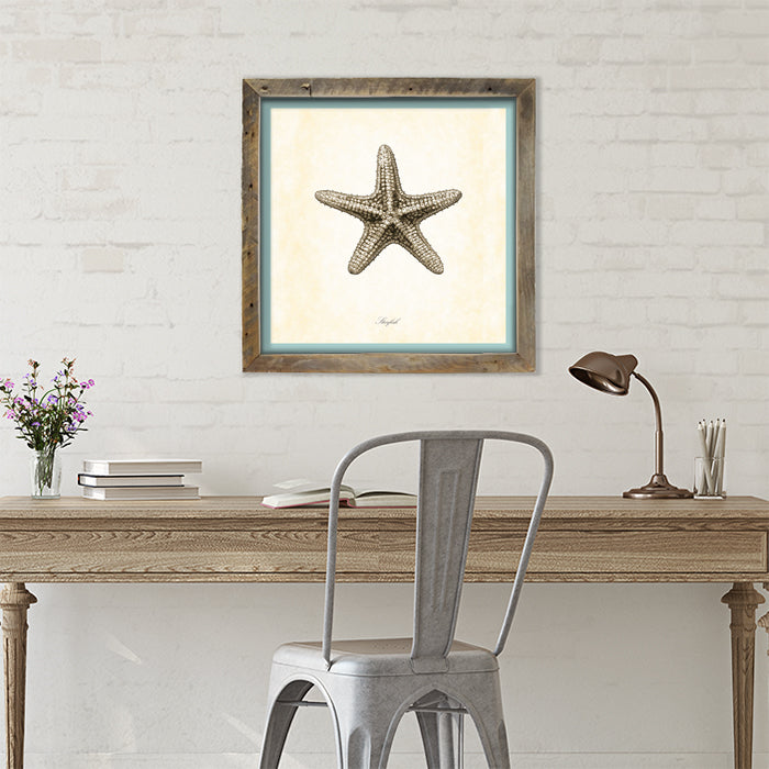 Gray Starfish