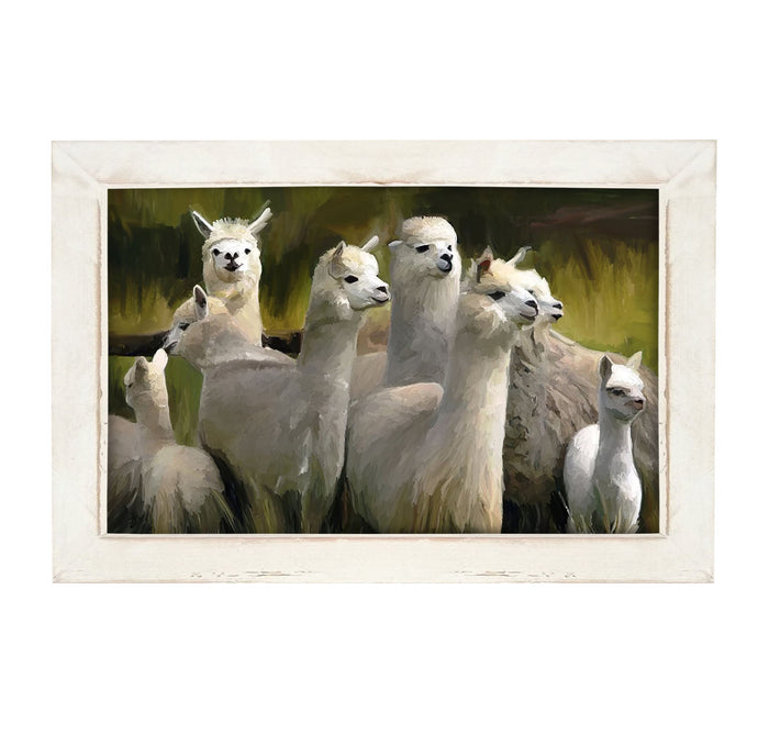 Herd of Alpacas - Framed art
