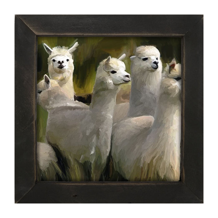 Herd of Alpacas - Framed art