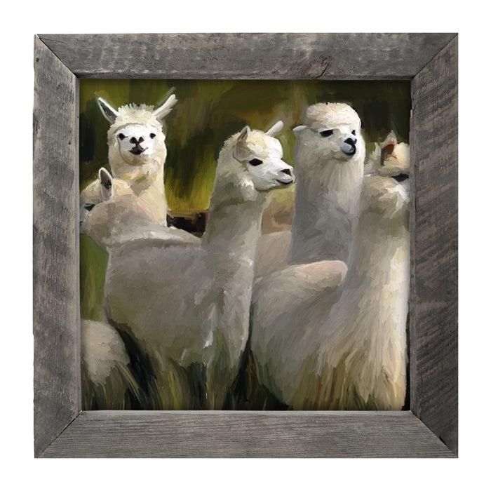 Herd of Alpacas - Framed art