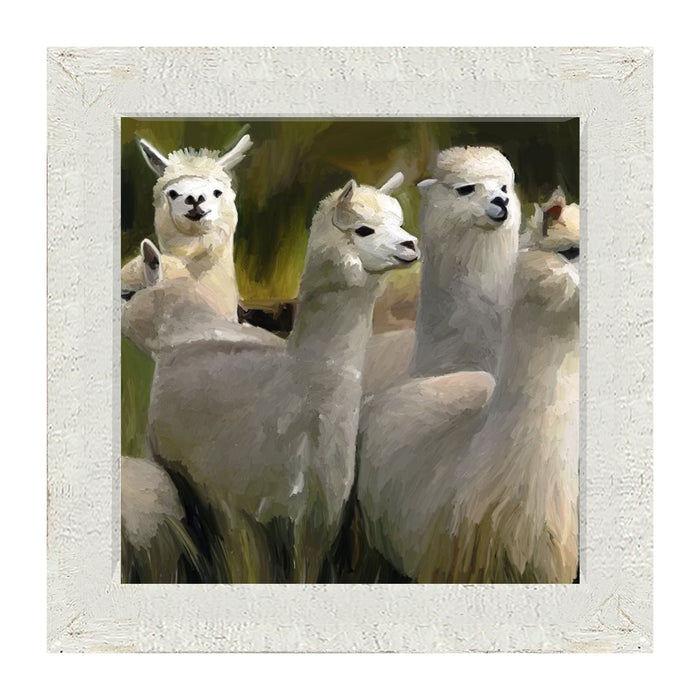 Herd of Alpacas - Framed art