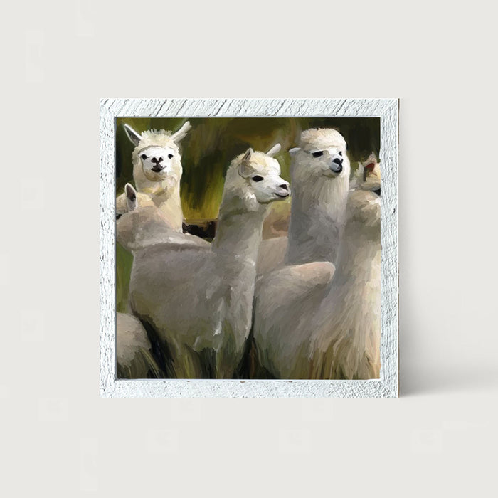 Herd of Alpacas - Framed art