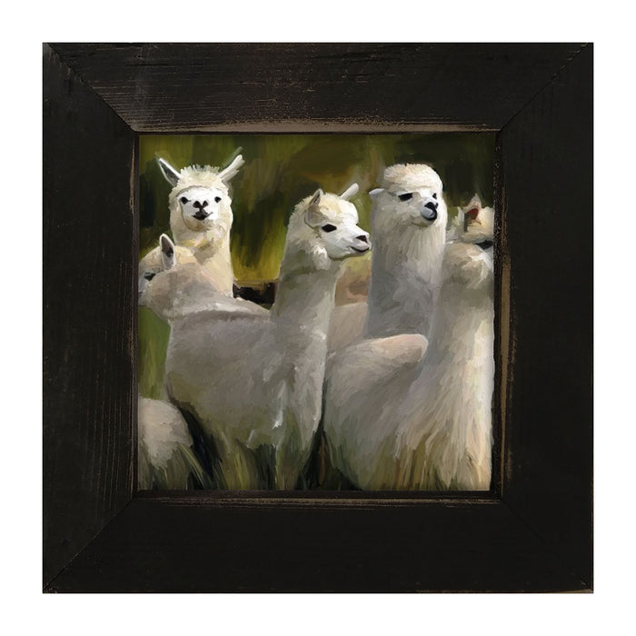 Herd of Alpacas - Framed art