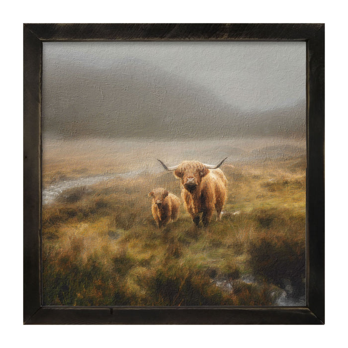 Highland Cows in field