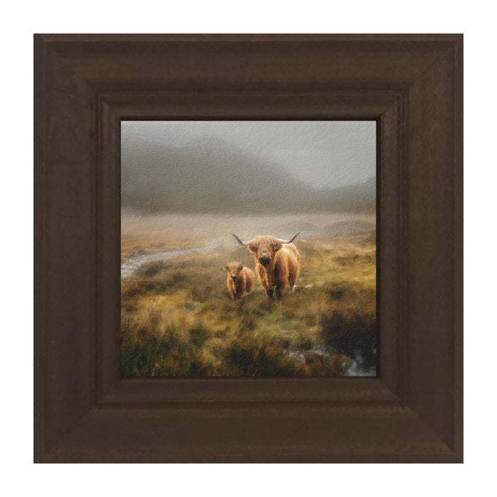 Highland Cows in field