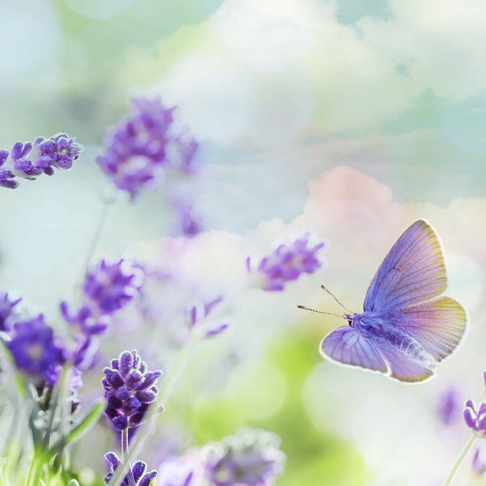 Lavender Clouds Fragrance Oil 1268