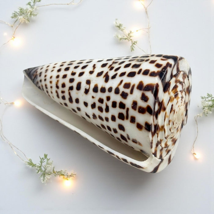 Lettered Cone Shell