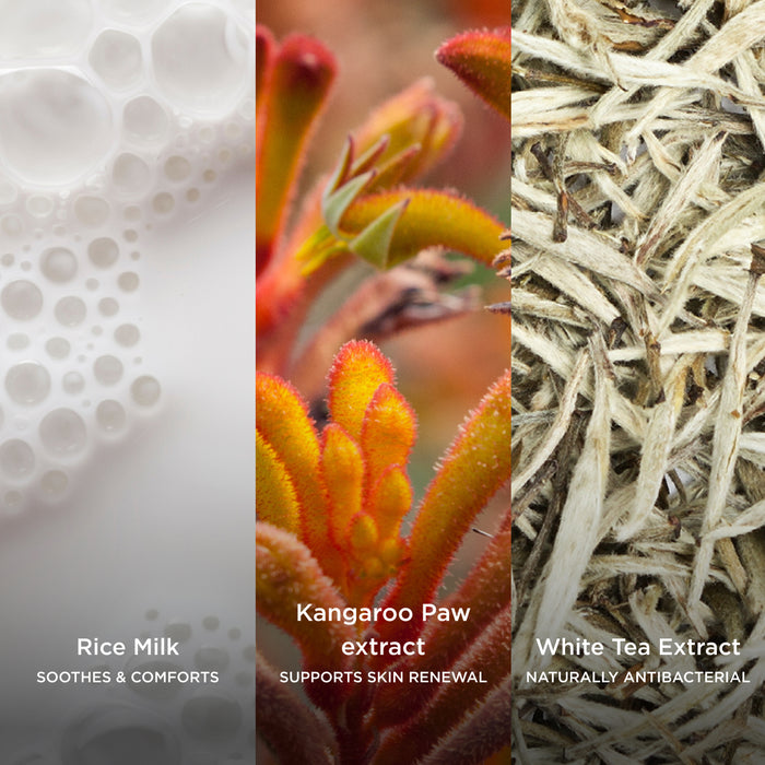 Ingredient collage featuring Rice Milk, Kangaroo Paw Extract and White Tea Extract, showcasing ingredients that soothe and comfort skin, support skin renewal, and provide natural antibacterial benefits.