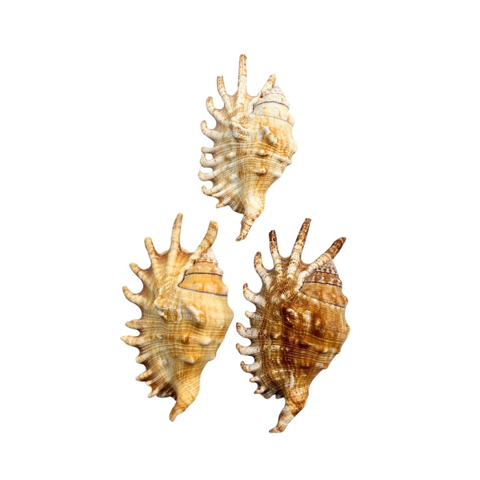 Three Melleped Spider seashells on a white background