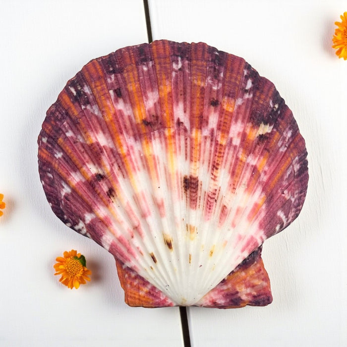 Colorful Royal Cloak Scallop
 shell light fixture on a white background with small orange flowers.