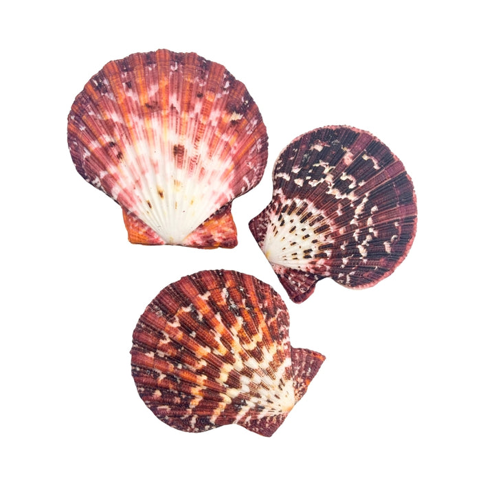 Three colorful Royal Cloak Scallop
 seashells on a white background