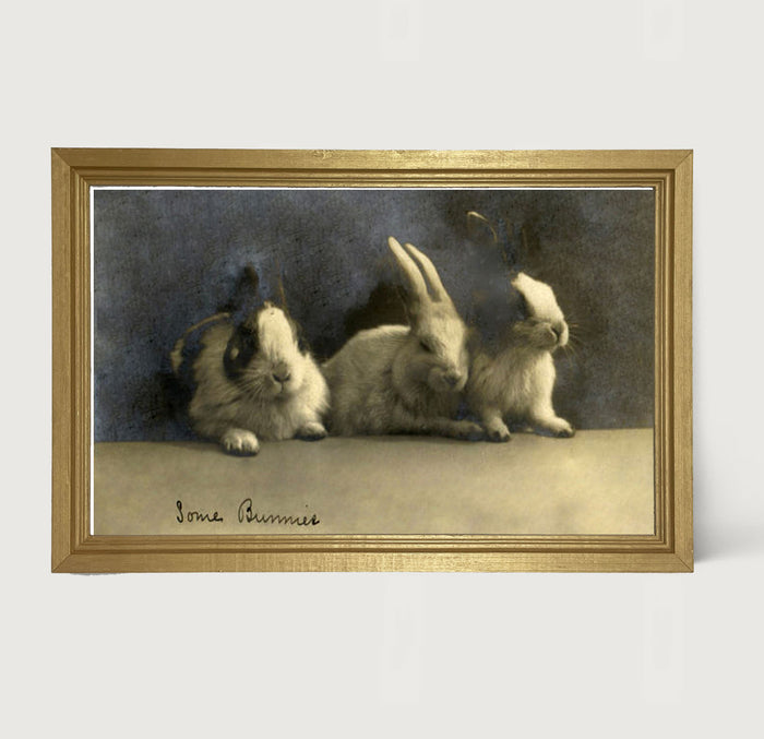 Some Bunnies - Framed art