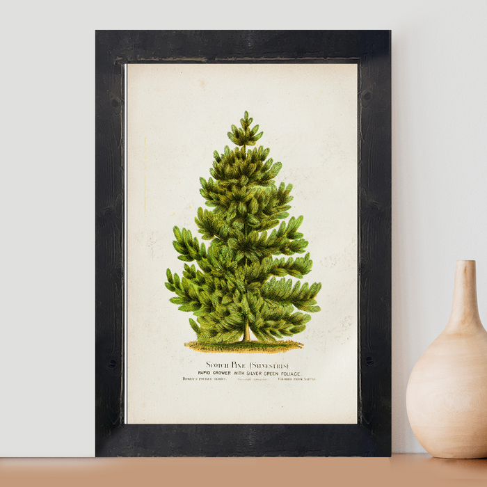 Vintage Pine Tree